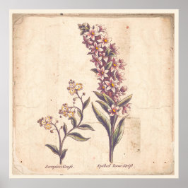 Antique Botanicals Print Poster Lila Loosestrife
