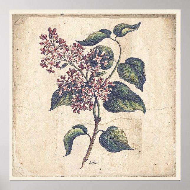 Antique Botanicals Print Poster Lilac Flowers (Framsidan)