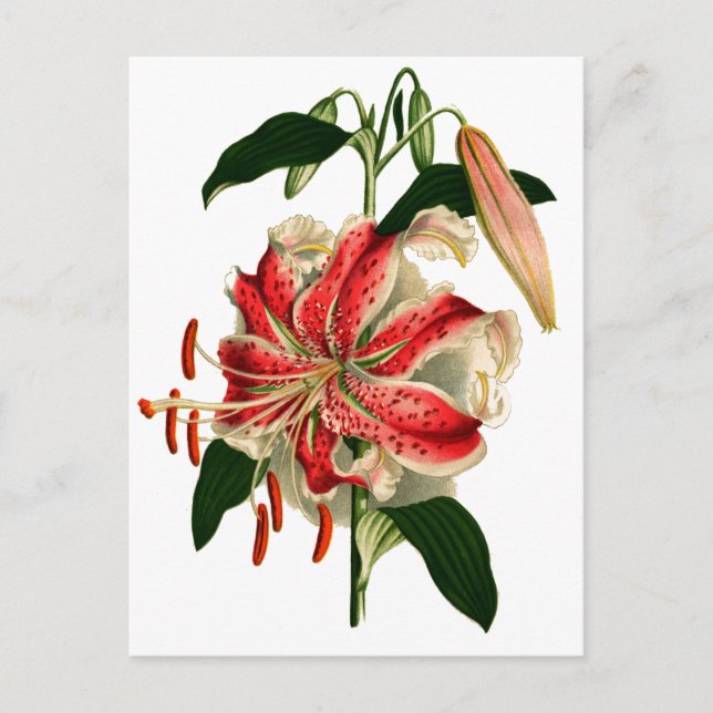 Antique Botanicals Rosa and White Lily Vykort (Framsida)