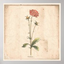 Antique botanique Poster Pincushion Flower