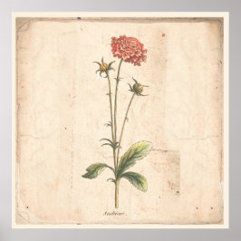 Antique botanique Poster Pincushion Flower