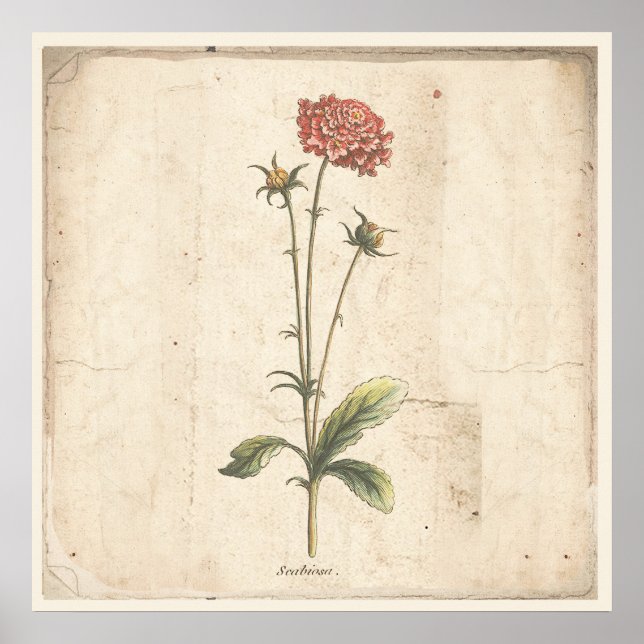 Antique botanique Poster Pincushion Flower (Framsidan)