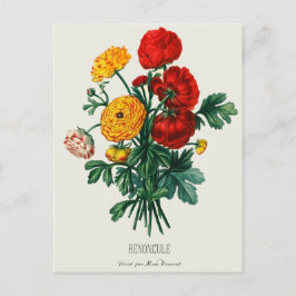 Antique Bouquet, Red & Gult Ranunculus Flowers Vykort