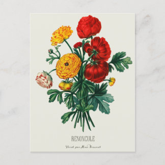 Antique Bouquet, Red & Gult Ranunculus Flowers Vykort