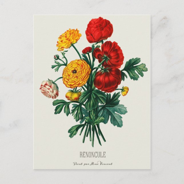 Antique Bouquet, Red & Gult Ranunculus Flowers Vykort (Framsida)