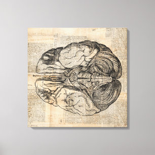 Antique Brain Diagram Old Fashired Art Canvastryck