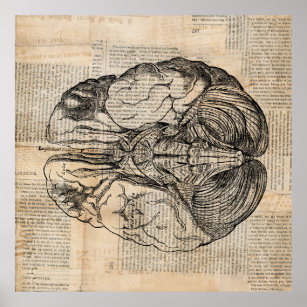 Antique Brain Diagram Old Fashired Art Poster