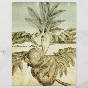 Antique BreadFrus Artocarpus Altilis