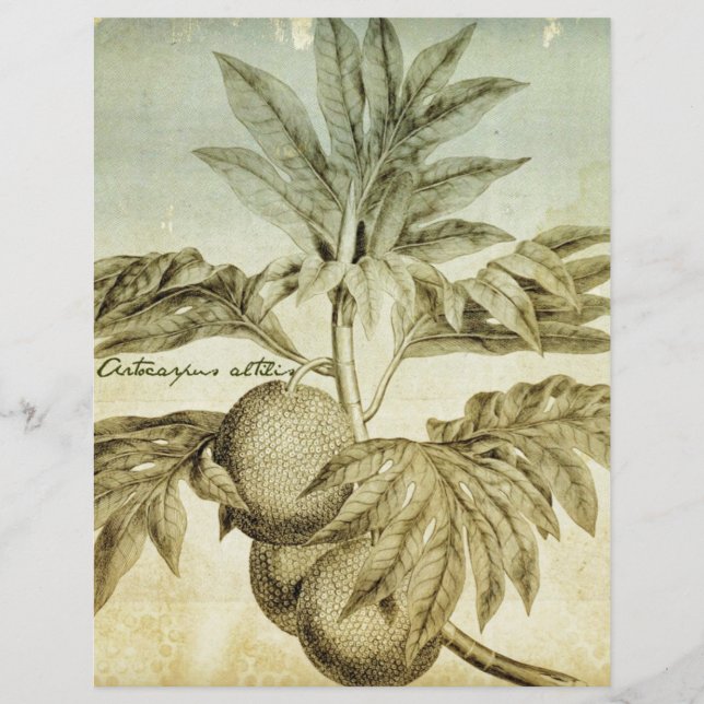 Antique BreadFrus Artocarpus Altilis (Framsida)