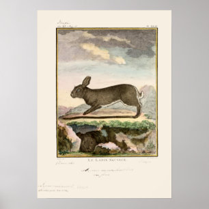 Antique Bunny Rabbit Färg Etching Poster
