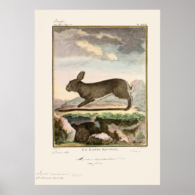 Antique Bunny Rabbit Färg Etching Poster (Framsidan)
