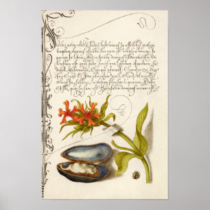 Antique calligraphy text botanical Illation Poster