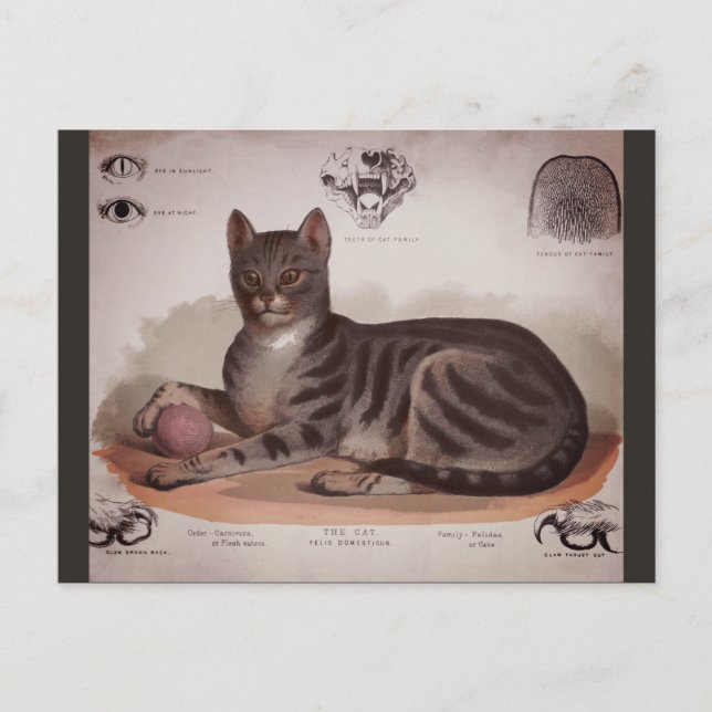 Antique Cat-diagram Helg Vykort (Framsida)