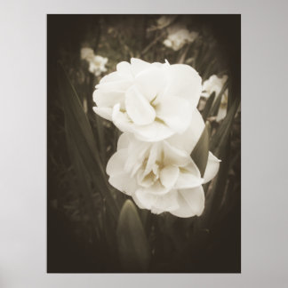 Antique Daffodil Skriv ut Poster