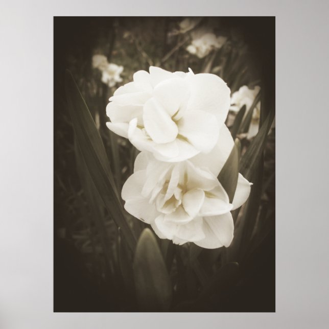 Antique Daffodil Skriv ut Poster (Framsidan)