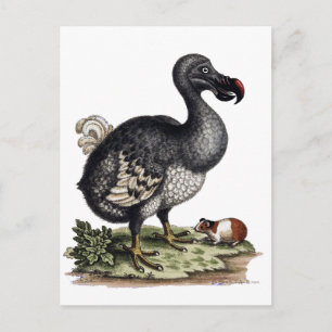 Antique Dodo Bird and Guinea Gris Vykort