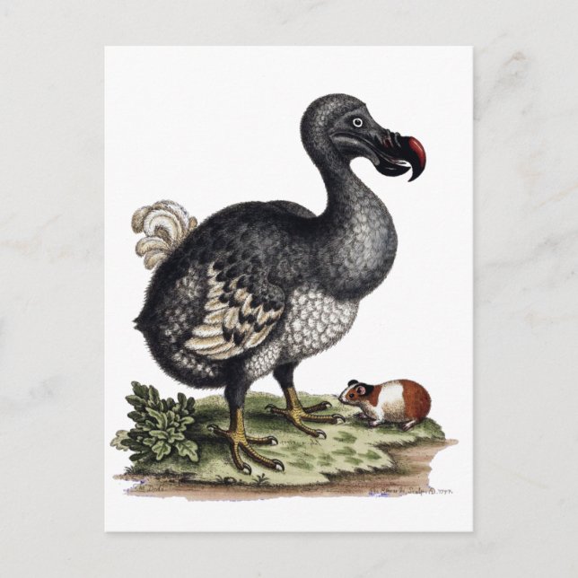Antique Dodo Bird and Guinea Gris Vykort (Framsida)