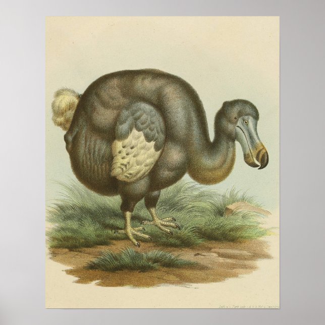 Antique Dodo Bird Natural History Poster (Framsidan)