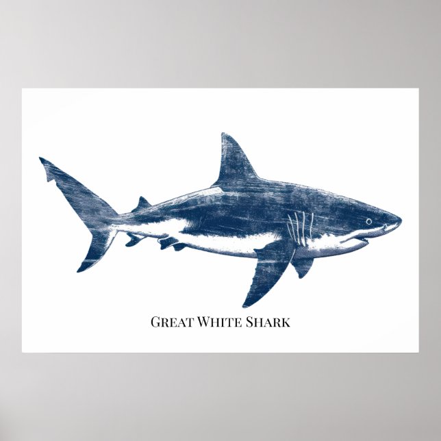 Antique  drawing of a shark poster (Framsidan)
