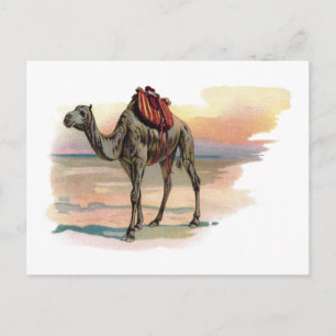 Antique Dromedary Camel Illustration Vykort