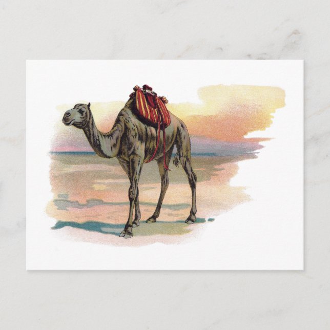 Antique Dromedary Camel Illustration Vykort (Framsida)