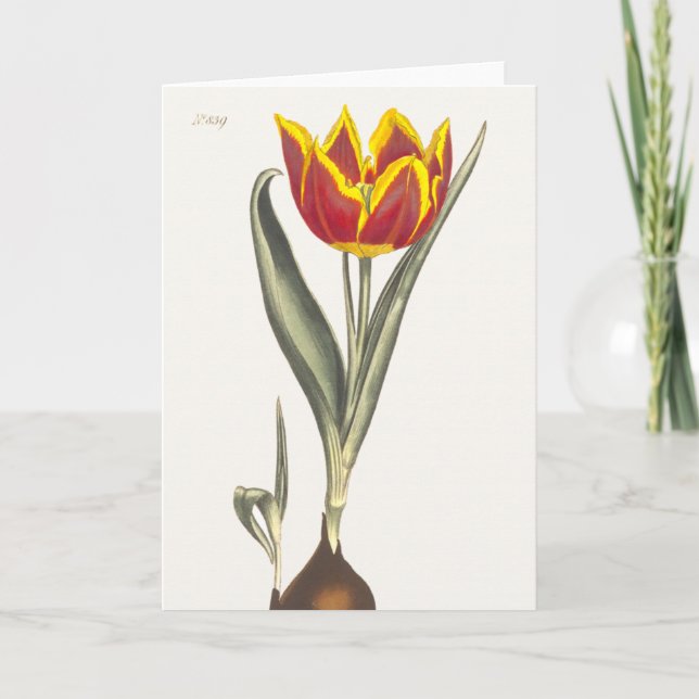 Antique Engrating of a Red Tulip Greeting Card Kort (Framsida)