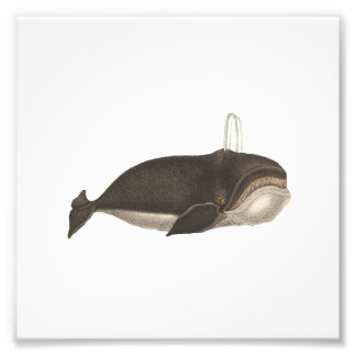 Antique Engrining of a Whale Fototryck