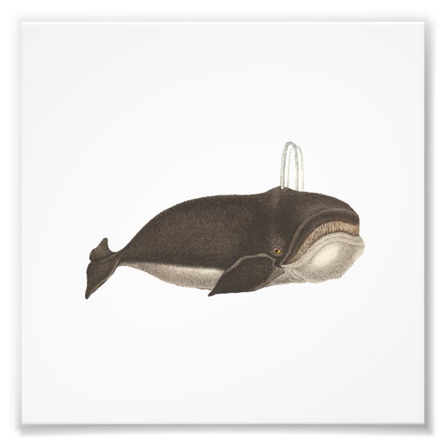 Antique Engrining of a Whale Fototryck (Framsidan)