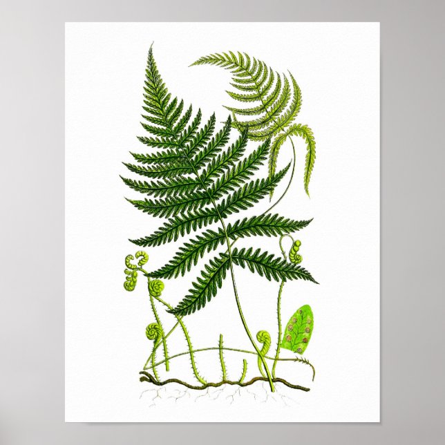 Antique Fern No.9 Botanical Print Poster (Framsidan)