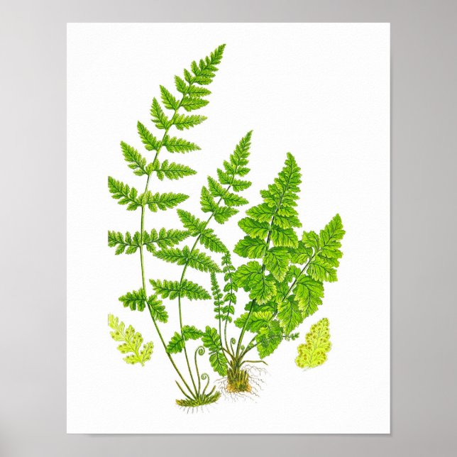Antique Fern Print #11 Grönt Nature Botanical Art Poster (Framsidan)