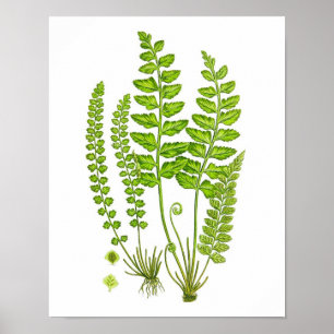 Antique Fern Print #12 Grönt Nature Botanical Art Poster