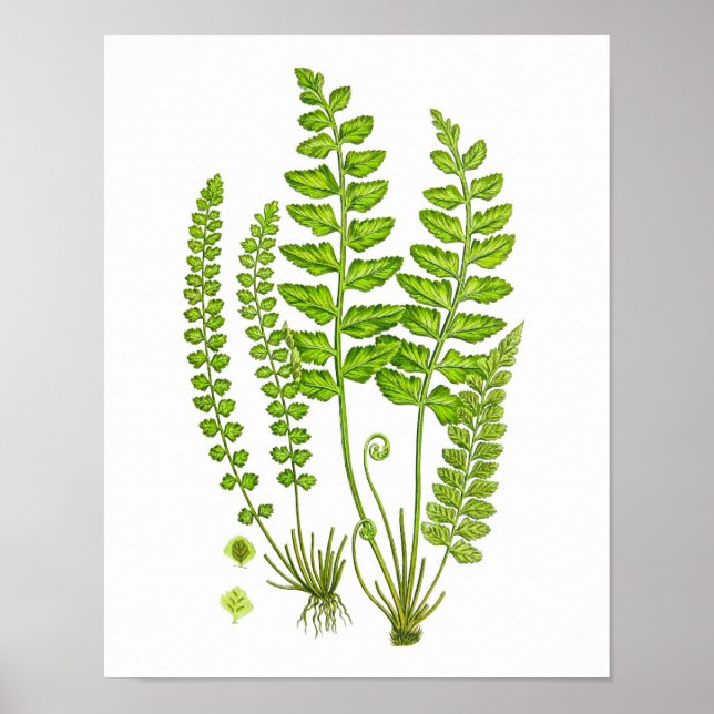 Antique Fern Print #12 Grönt Nature Botanical Art Poster (Framsidan)