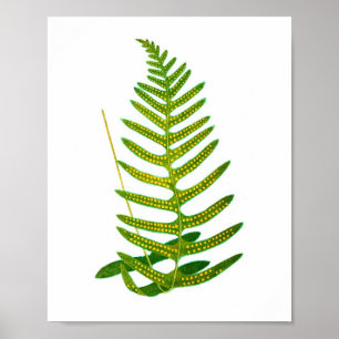 Antique Fern Print No.2 Botanial Art Poster