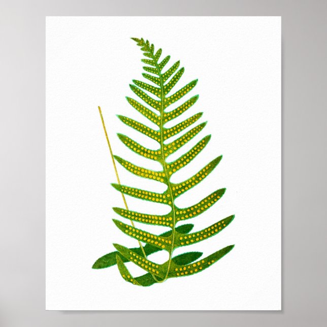 Antique Fern Print No.2 Botanial Art Poster (Framsidan)