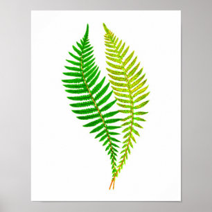 Antique Fern Print No.4 Grönt Nature Botanical Art Poster
