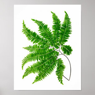 Antique Fern Print No. 5 Grönt Nature Botanical Ar Poster