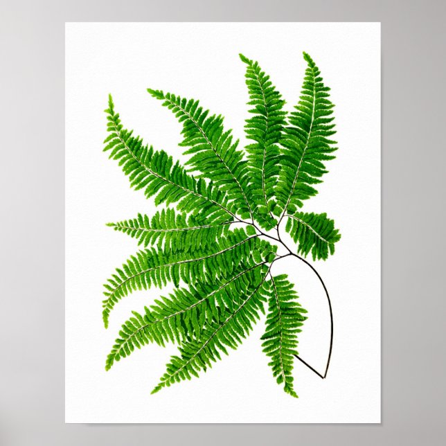 Antique Fern Print No. 5 Grönt Nature Botanical Ar Poster (Framsidan)