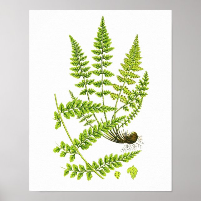 Antique Fern Print No.6 Grönt Nature Botanical Art Poster (Framsidan)