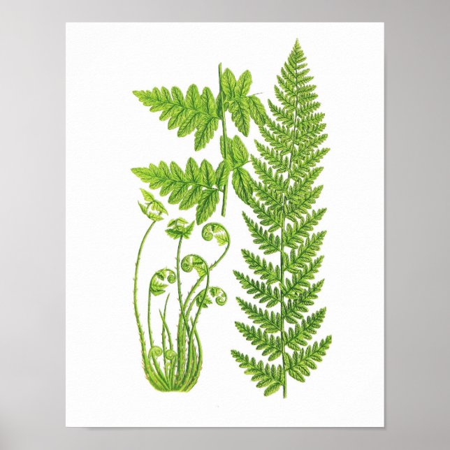 Antique Fern Print No.7 Grönt Nature Botanical Art Poster (Framsidan)