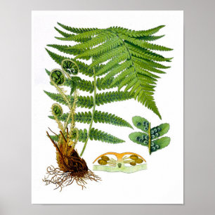 Antique Fern Print No.8 Grönt Nature Botanical Art Poster