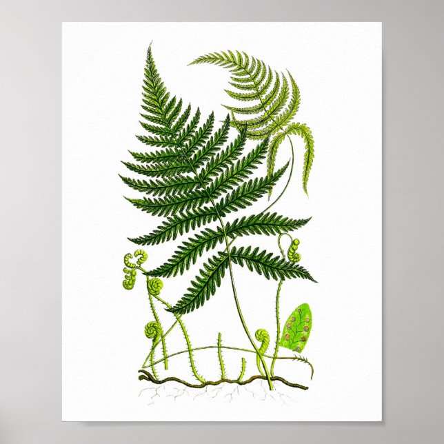 Antique Fern Print No.9 Grönt Nature Botanical Art Poster (Framsidan)