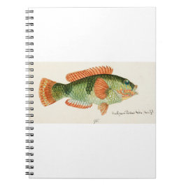 Antique fish Labrida dragen av Frank Edward Clarke Anteckningsbok