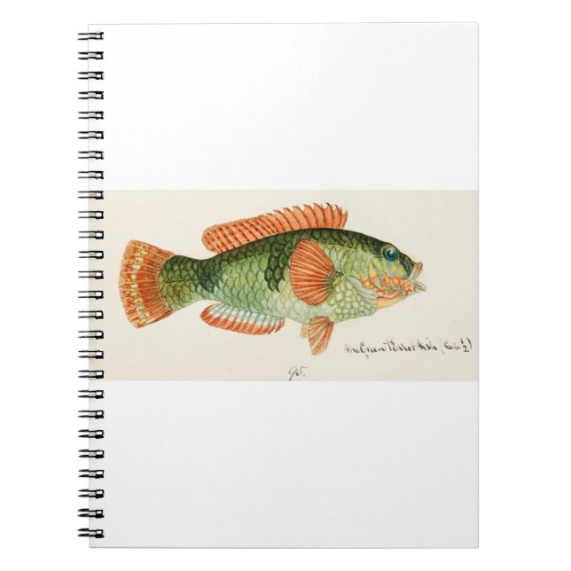 Antique fish Labrida dragen av Frank Edward Clarke Anteckningsbok (Framsidan)