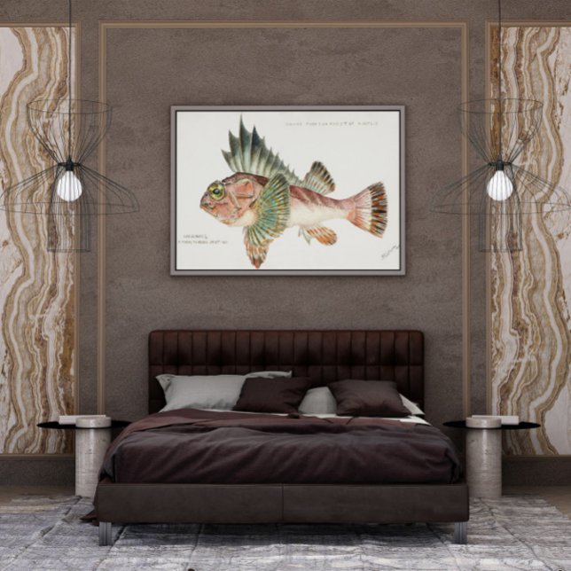Antique Fish Neosebastes Scorpaenoides 1808 Poster (Skapare uppladdad)