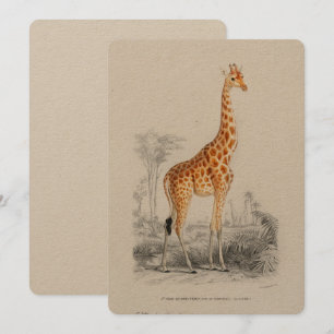 Antique Giraffe Natural History Skriv ut Orbigny Inbjudningar