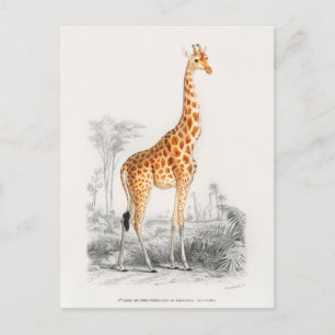 Antique Giraffe Natural History Skriv ut Orbigny Vykort