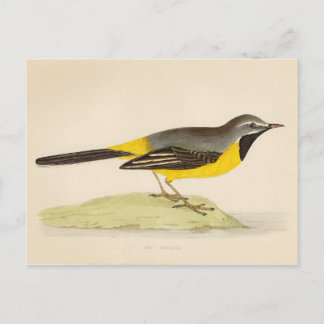 Antique Grått Wagtail Art-vykort Vykort