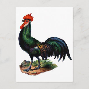 Antique Grönt Feathers Tupp Vykort