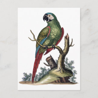 Antique Grönt Parrot Vykort