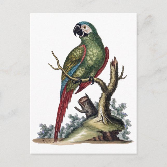 Antique Grönt Parrot Vykort (Framsida)